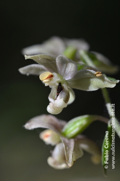 Epipactis helleborine